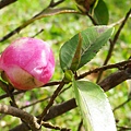 IMGP4695.JPG