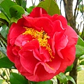 IMGP4747.JPG