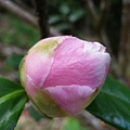 IMGP4824.JPG
