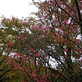 IMGP4854.JPG