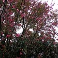 IMGP4855.JPG