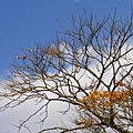 IMGP4919.JPG