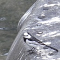 IMGP7302