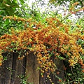 IMGP7403