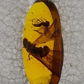 IMGP0541