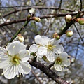 IMGP2677.JPG