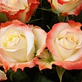 IMGP4930.JPG