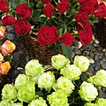 IMGP4939.JPG