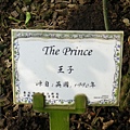 IMGP4955.JPG