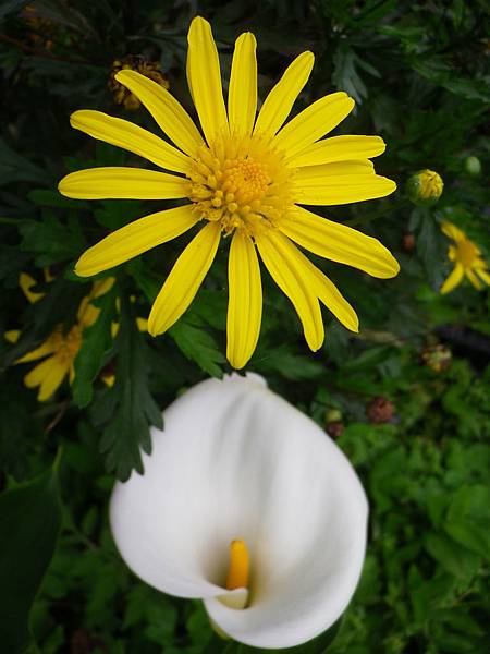 IMGP5790.JPG