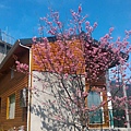 IMG_0595.jpg