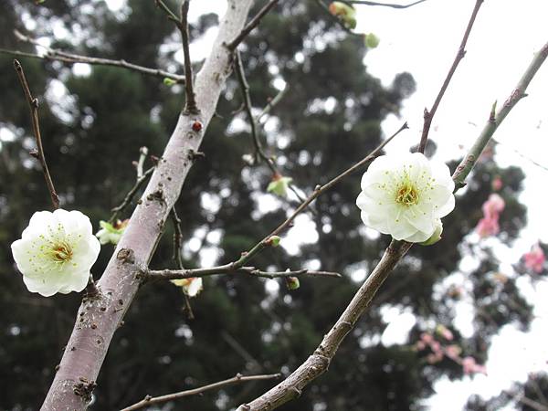 IMG_0567.JPG