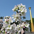 IMG_0706.JPG