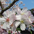 IMG_0842.JPG