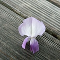 IMAG0310.jpg