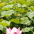 IMAG2428.jpg