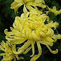 IMGP4954.JPG