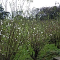 IMGP4616.JPG