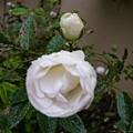 IMGP6522.JPG