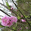 IMGP4643.JPG
