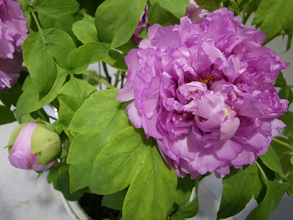 IMGP5433.JPG
