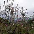 IMGP4739.JPG