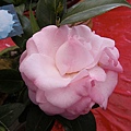 IMGP4058.JPG