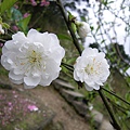 IMGP4627.JPG