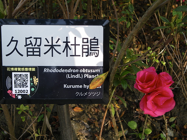 IMGP0631.JPG