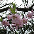 IMGP4798.JPG