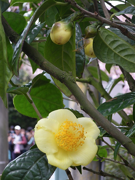 IMGP5445.JPG