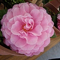 IMGP4082.JPG