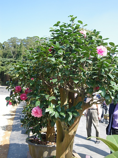 IMGP4104.JPG