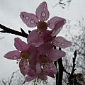IMGP4915.JPG