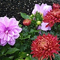 IMGP4957.JPG