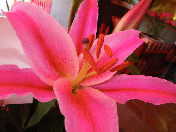 IMGP0819.JPG