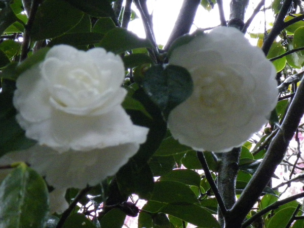IMGP1398.JPG