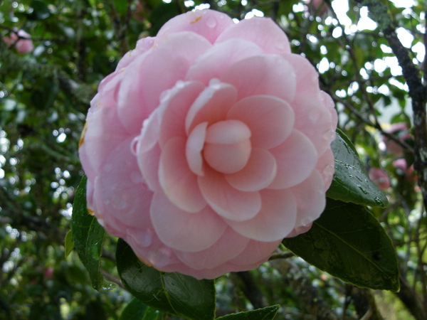 IMGP1445.JPG