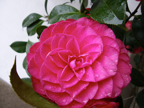 IMGP2815.JPG