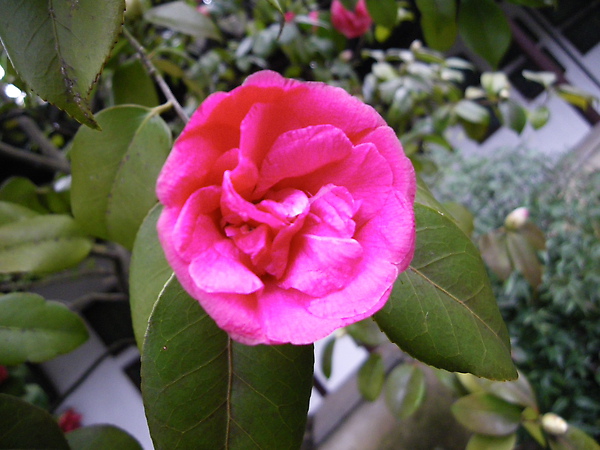 IMGP2864.JPG