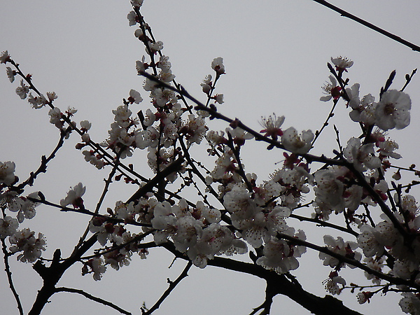 IMGP2924.JPG