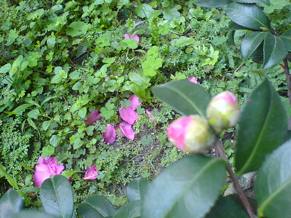 DSC01381.JPG