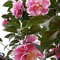 IMGP4050.JPG