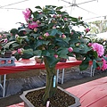 IMGP4149.JPG