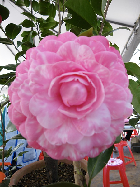 IMGP4078.JPG