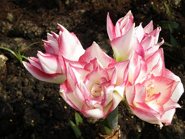 IMGP5281.JPG