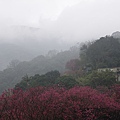 IMGP4912.JPG