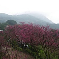IMGP4890.JPG