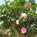 IMGP4106.JPG