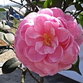 IMGP4018.JPG